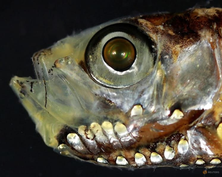 Deep-sea fish break the mold with novel visual system