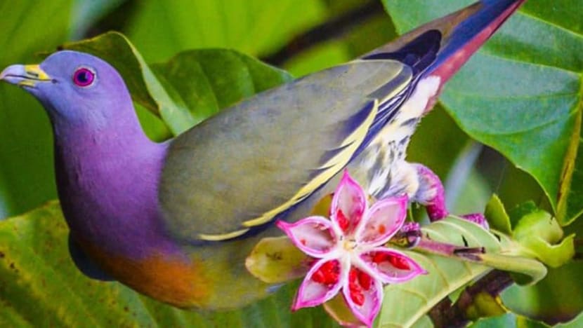 Gambar Pilihan Hari Ini