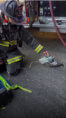 US firefighter gives oxygen to distressed pigeon after blaze