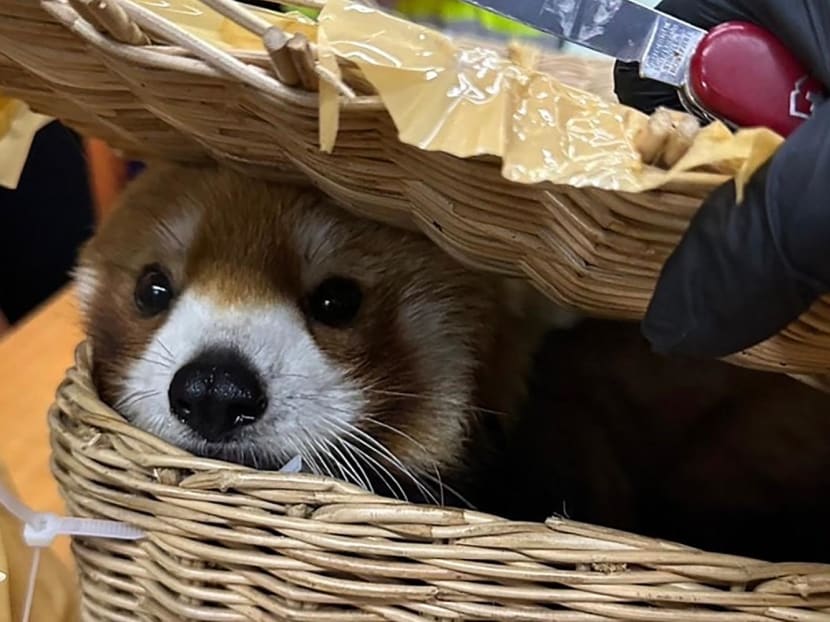 This handout photo taken on March 4, 2024 and released on March 6 by Thailand's Customs Department shows a red panda that was rescued after being found in the luggage of a group of Indian nationals attempting to travel to Mumbai, at Suvarnabhumi International Airport in Bangkok. 