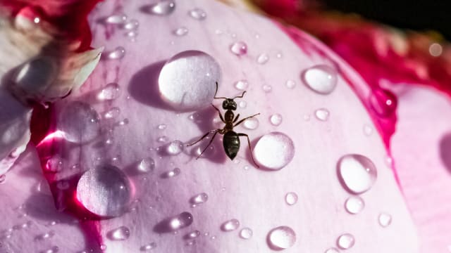 【笔耕园地】不起眼的“小芝麻”