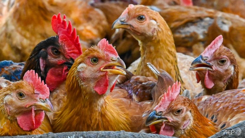 Malaysia’s chicken supply adequate until Hari Raya Puasa, says domestic trade minister Malaysia’s chicken supply adequate until Hari Raya Puasa, says domestic trade minister