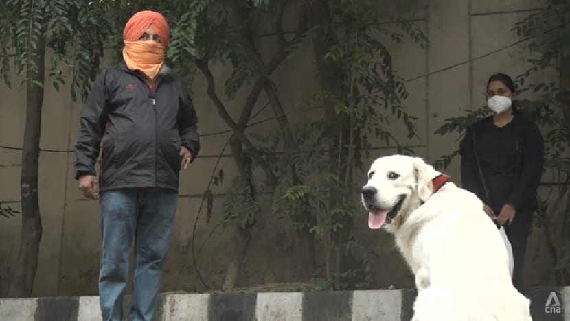 India’s pandemic pet boom just the start of rapid industry growth, say analysts India’s pandemic pet boom just the start of rapid industry growth, say analysts