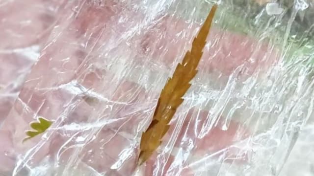 泰大麻除罪化未及一周 四人疑用过量送院 一人死