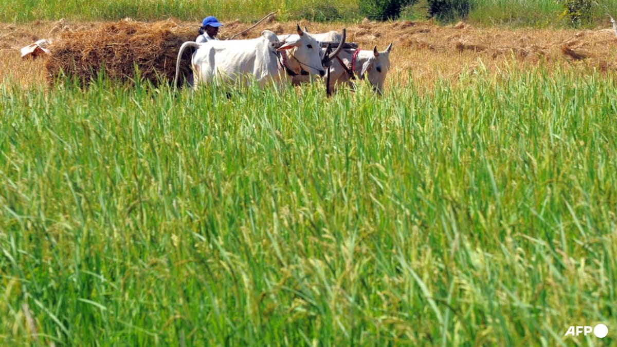 Singapore and Cambodia sign agreement to bolster food security