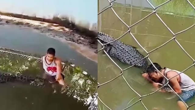 以为鳄鱼是“雕像”  男子闯菲动物园禁区图合照惨遭撕咬