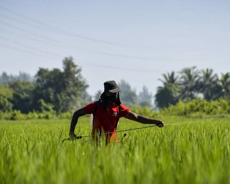 Commentary: Why Indonesian farmers may become extinct in about 40 years