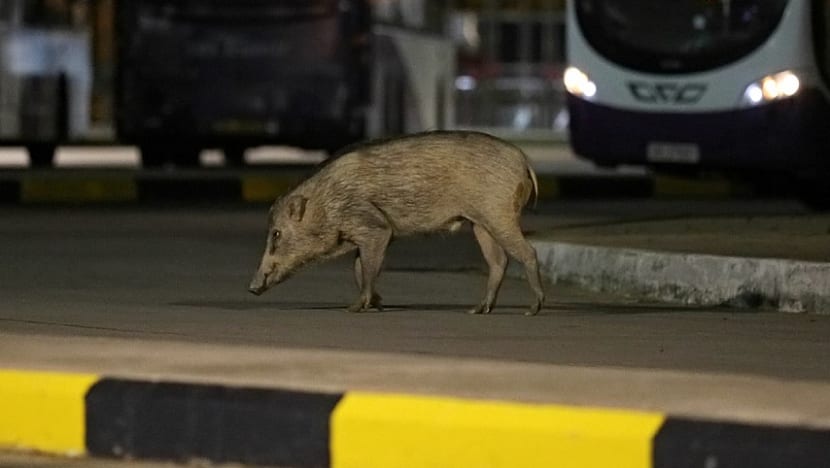 Wild boar in Yishun incident euthanised as ‘last resort’, NParks says 