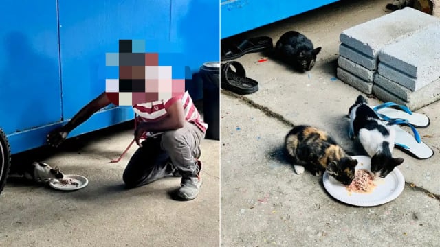 暖心客工常跟流浪猫分享食物 还帮忙捉猫重新安置