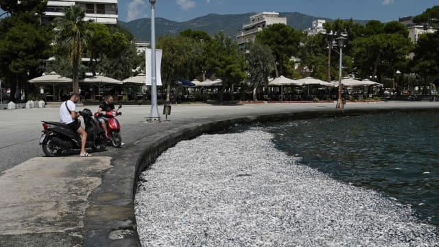 希腊海港城市出现大量死鱼 政府宣布进入紧急状态