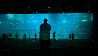 Explore the revamped Singapore Oceanarium