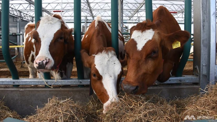 Tides of change: Amid rising sea levels, the Dutch float new initiatives with farms and more homes on water