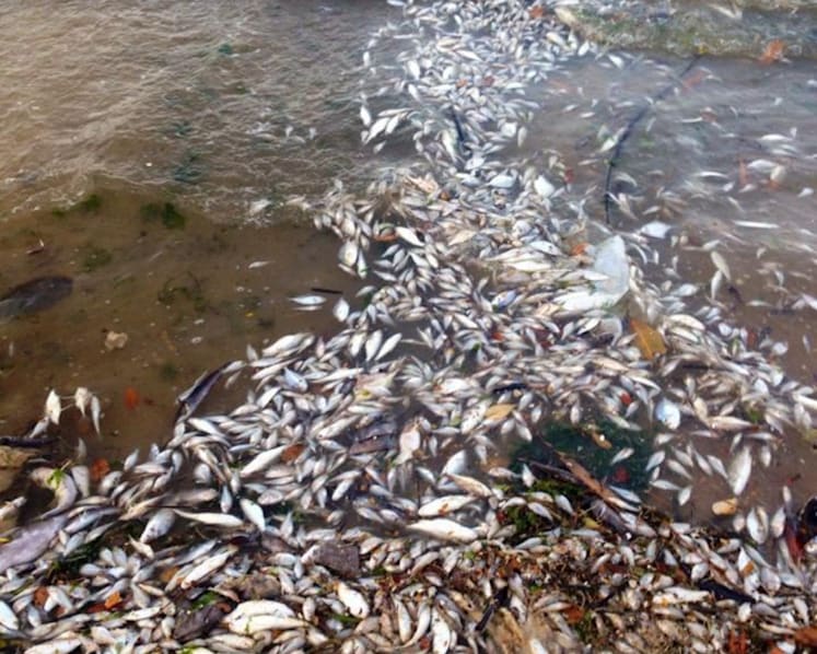 Mass fish deaths: Premature to decide if fish farmers need to relocate, says Maliki