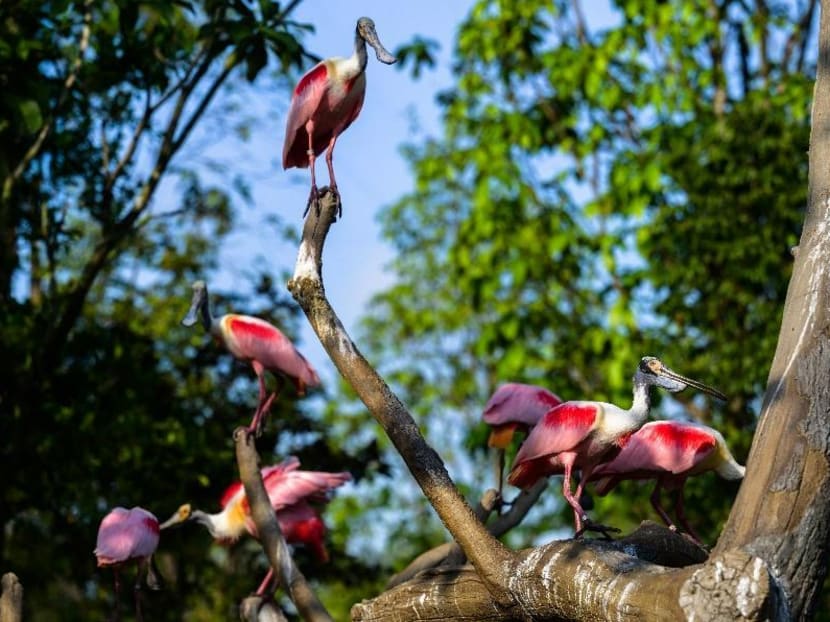Hong Leong Foundation Crimson Wetlands at Bird Paradise will be home to flocks of scarlet ibises and roseate spoonbills.