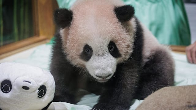 印尼首只当地出生大熊猫幼崽首次公开亮相 