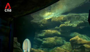 Sustainable tourism: Singapore Oceanarium opens, connecting visitors to marine conservation 