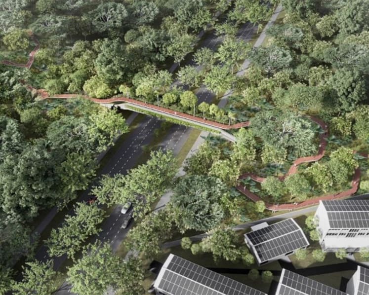 Bridge for wildlife, pedestrians to be built by 2026, linking Bukit Batok Nature Park and Bukit Timah Nature Reserve
