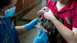 Related article image