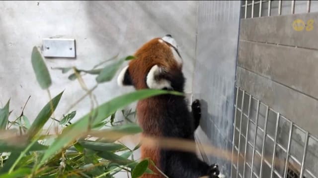 两岸首次展开动物交流项目 中国大陆上海小熊猫抵台湾