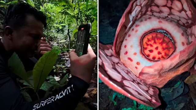 苦寻13年终找到最稀有大王花 印尼科学家当场爆哭