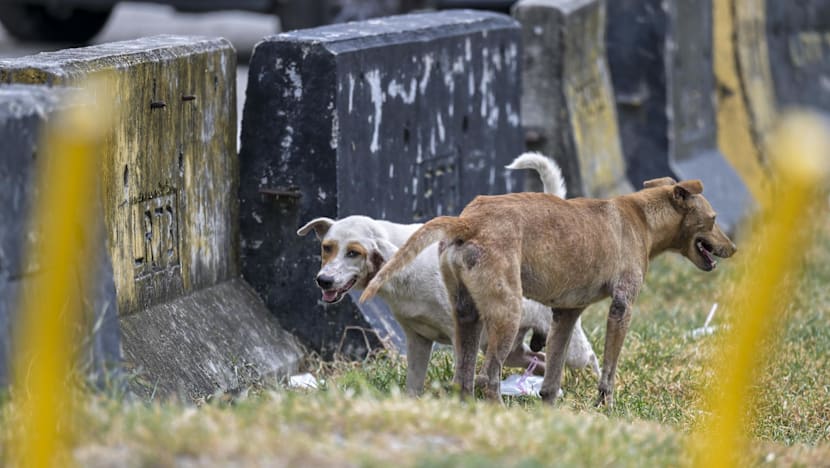 Dog's death during canine-catching operation renews scrutiny of how Malaysia manages strays