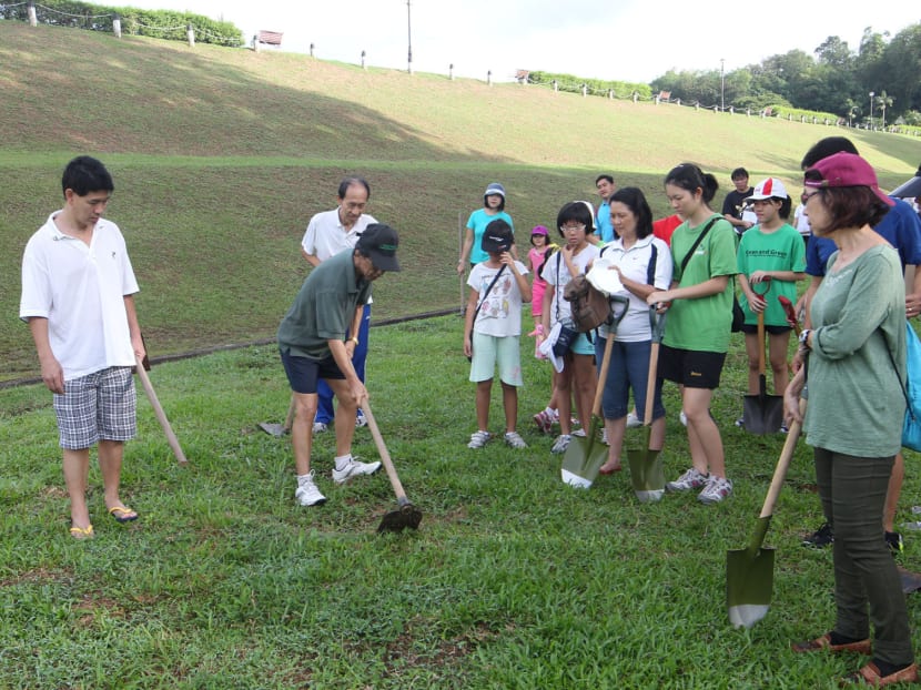 40 wild boars culled: NParks