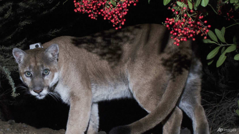 A new bridge may save California mountain lions under threat from loss of habitat, wildfires A new bridge may save California mountain lions under threat from loss of habitat, wildfires