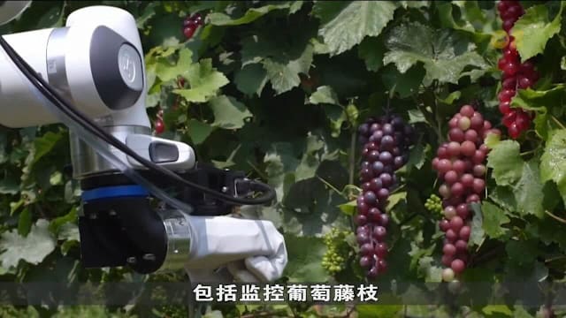 意大利葡萄园试验自主机器人 助农业管理更智能化