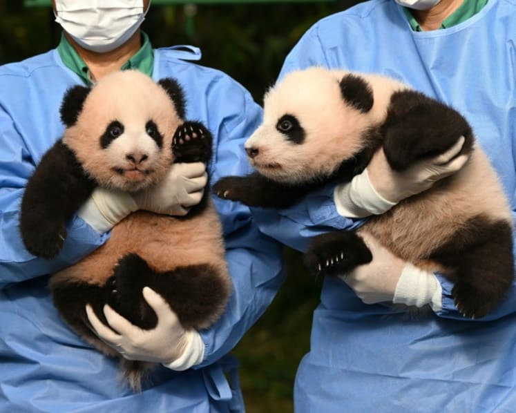 Panda fever grips South Korea as new twins wait to make debut; beloved cub Fu Bao expected to return to China