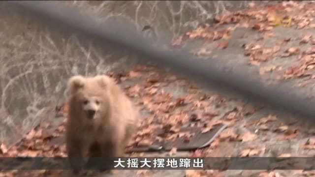 动物界新晋顶流小棕熊军军 吸引大批民众排队争睹