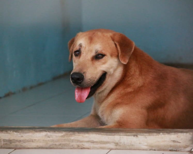 Pets leave huge carbon 'paw-print' on planet, study shows