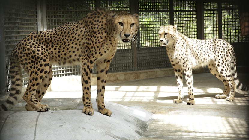 More felines added to Singapore Zoo