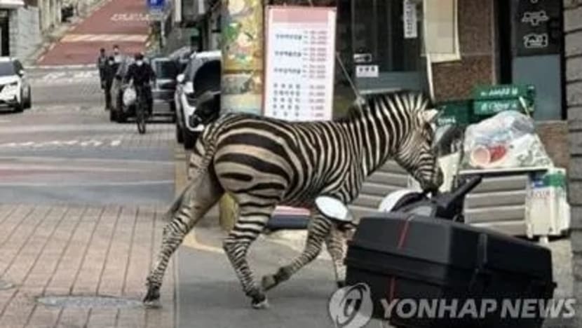Kuda belang ditangkap 3 jam setelah terlepas dari taman haiwan Seoul Kuda belang ditangkap 3 jam setelah terlepas dari taman haiwan Seoul