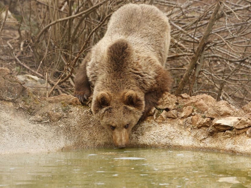 Shelter at Croat village provides haven for brown bears