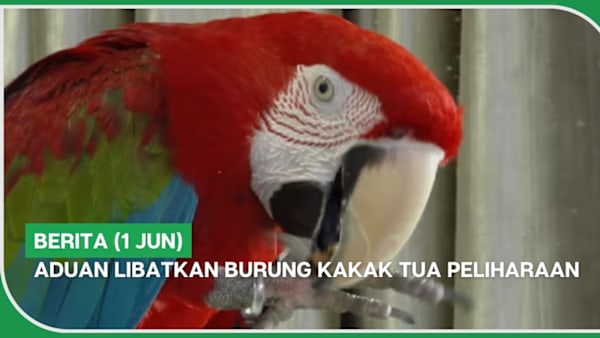 BERITA (1 Jun) | Aduan libatkan burung kakak tua peliharaan