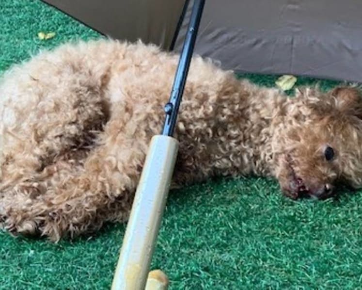 Maid jailed for throwing dog from balcony; animal was badly injured and had to be put down