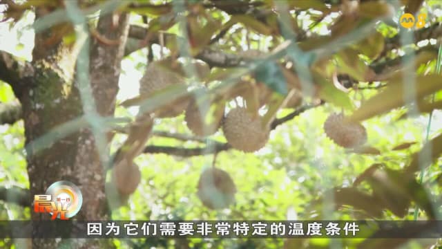 晨光|大数据新视力： 极端天气如何威胁盘中餐？