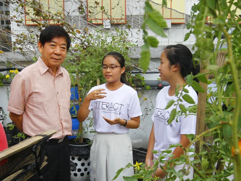 S’pore’s 1st rooftop farm aims to supply produce to F&B outlets