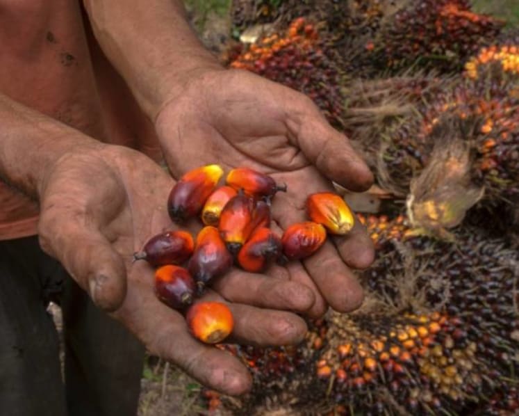 Indonesia’s palm oil export ban beginning Apr 28 to include crude and refined products: Minister