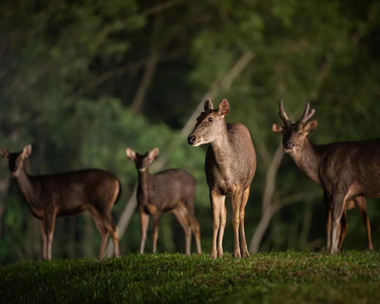 From near-extinction to 120 strong: Singapore's sambar deer make a quiet comeback