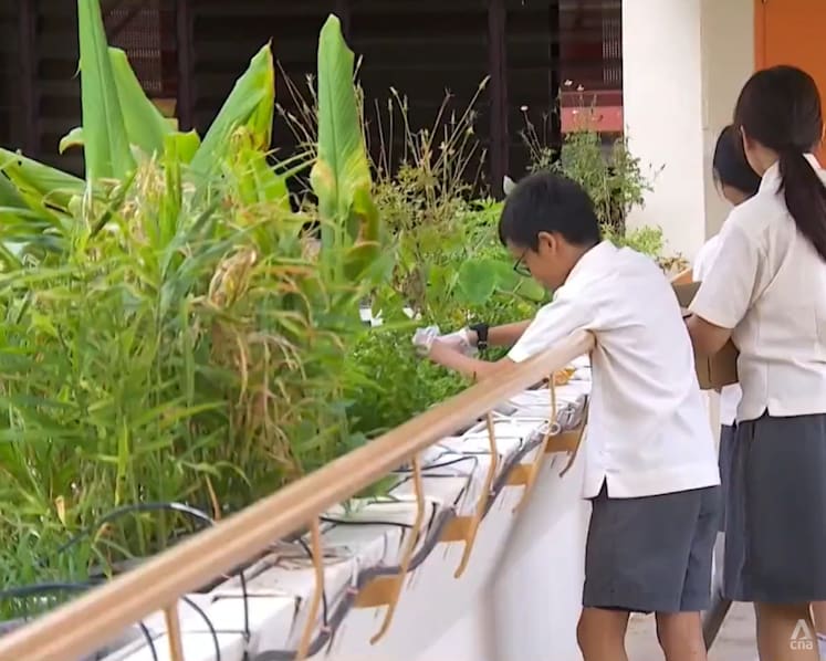Rooftop solar panels, hydroponics farms: Climate education picks up pace in Singapore schools