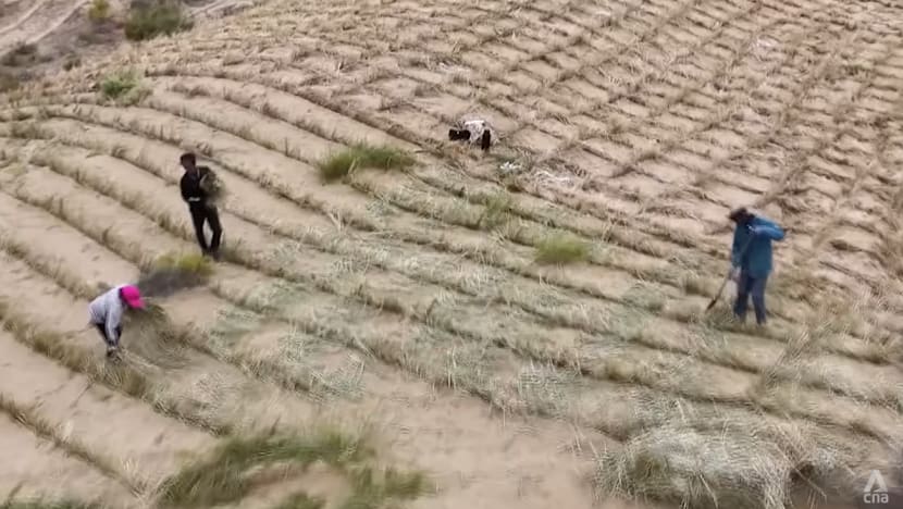 Growing fruits on desert lands? Inside China’s decades-long fight against desertification