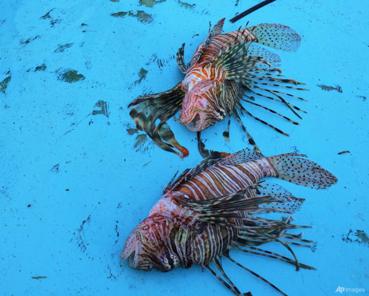 The Mediterranean's warming waters are drawing hundreds of invasive species
