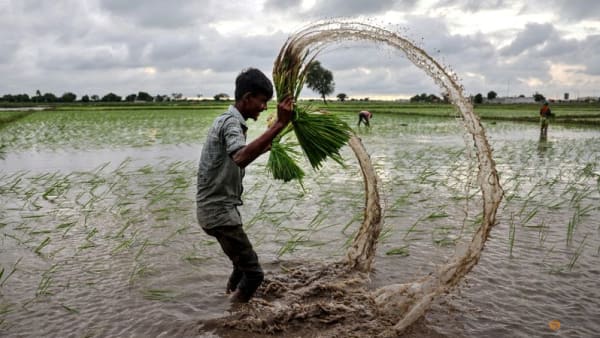 Global rice prices have hit a floor, but India's supply glut will smother any gains: Analysis - Channel News Asia (Picture 2)
