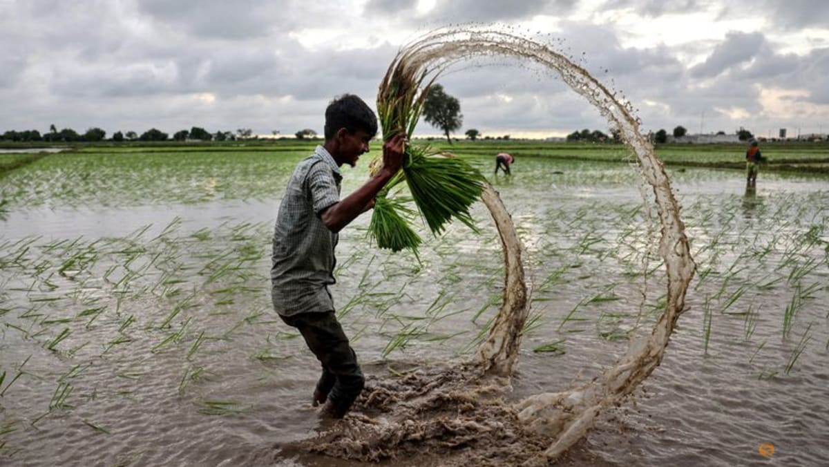 Global rice prices have hit a floor, but India's supply glut will smother any gains: Analysis - Channel News Asia (Picture 1)