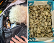 28 animal smuggling cases detected in 2025, a 33% drop