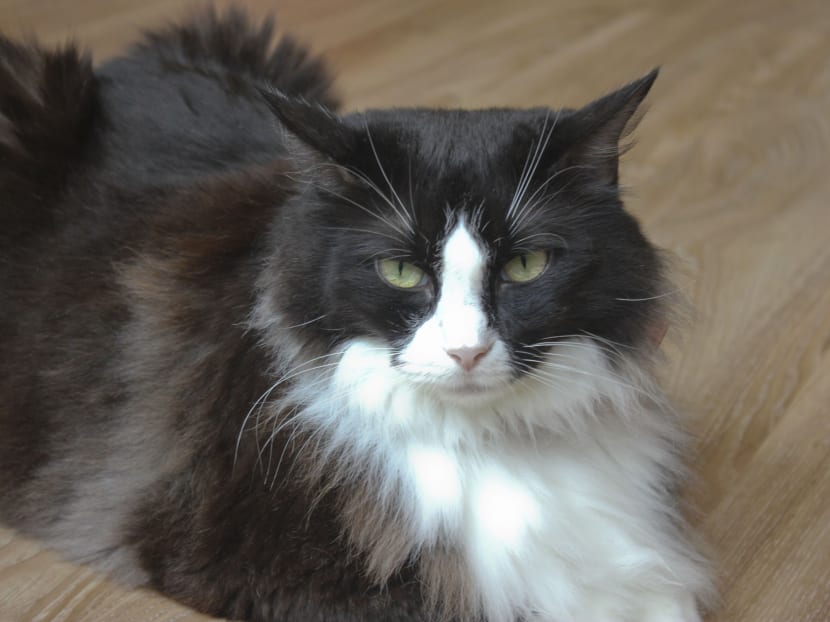 A cat at the 'Neko no Niwa' Cat Cafe, in Boat Quay, 23/12/2013. 'Neko no Niwa' means 'cat garden' in Japanese and the cafe enables customers to interact with 13 cats that roam around the cafe.

The Neko no Niwa cafe opens on Christmas Day 2013.

Photo by DORALYNN TAN / TODAY