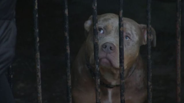 英国颁布禁养令 恶霸犬或面临安乐死命运