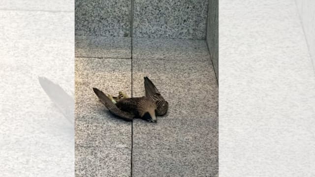 国家公园局：游隼雏鸟头部受钝伤 疑撞击玻璃亡 