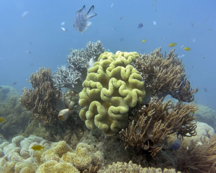 Commentary: The Great Barrier Reef is dying and that's the tipping point of global warming